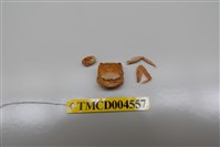 藏品(中型東方蟹)的圖片